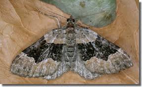 Attēlu rezultāti vaicājumam “Xanthorhoe quadrifasiata”