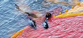 Image result for japan dolphin slaughter