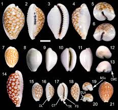 Attēlu rezultāti vaicājumam “Cribraria sp.”