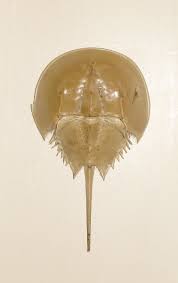 Image result for Limulus polyphemus