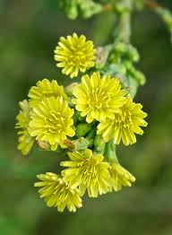 Attēlu rezultāti vaicājumam “Lactuca serriola”