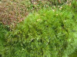 Attēlu rezultāti vaicājumam “Dicranodontium denudatum”