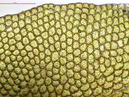 Attēlu rezultāti vaicājumam “Frullania dilatata”