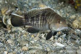 Image result for Centropristis striata