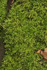 Attēlu rezultāti vaicājumam “Taxiphyllum wissgrillii”