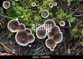 Attēlu rezultāti vaicājumam “Phellodon tomentosus”