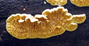 Attēlu rezultāti vaicājumam “Pseudomerulius aureus”