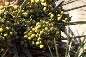 Attēlu rezultāti vaicājumam “Betula humilis fruit”