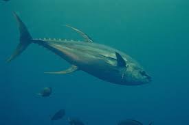 Image result for Thunnus albacares