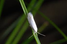 Attēlu rezultāti vaicājumam “Elachista argentella”