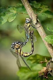 Attēlu rezultāti vaicājumam “Aeshna mixta”