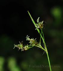 Attēlu rezultāti vaicājumam “Luzula pilosa”