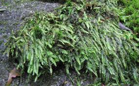 Attēlu rezultāti vaicājumam “Plagiothecium denticulatum”