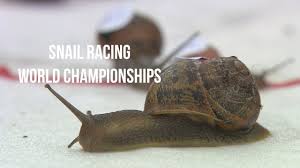 Image result for World Snail Racing Championships
