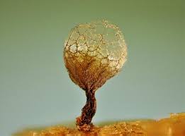 Attēlu rezultāti vaicājumam “Cribraria rufa”