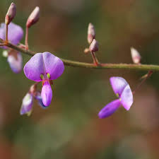 Attēlu rezultāti vaicājumam “Enteridium liceoides sessile”