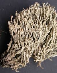 Attēlu rezultāti vaicājumam “Cladonia phyllophora”