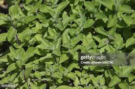 Image result for Pfefferminze