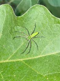 Attēlu rezultāti vaicājumam “Trichia longipalpis macro”