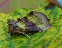 Attēlu rezultāti vaicājumam “Diachrysia tutti”