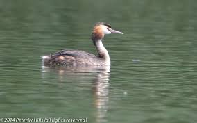 Attēlu rezultāti vaicājumam “Podiceps cristatus”