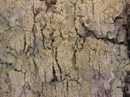 Attēlu rezultāti vaicājumam “Pertusaria flavida”