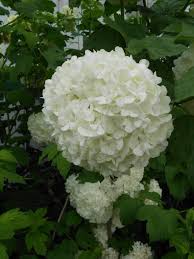 Attēlu rezultāti vaicājumam “Viburnum opulus”