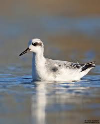 Attēlu rezultāti vaicājumam “Phalaropus fulicarius”