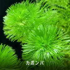 「金魚藻」的圖片搜尋結果