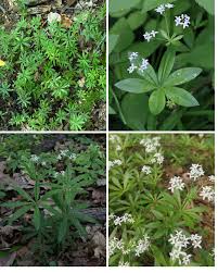 Image result for Galium odoratum
