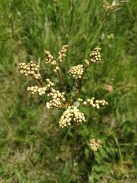 Attēlu rezultāti vaicājumam “Filipendula vulgaris fruit”