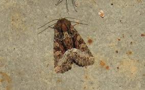 Attēlu rezultāti vaicājumam “Oligia sp.”