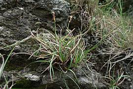 Attēlu rezultāti vaicājumam “Carex chordorhiza”