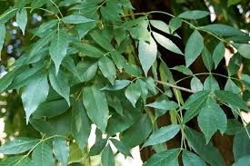 Attēlu rezultāti vaicājumam “Fraxinus pennsylvanica female flower”