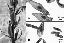 Attēlu rezultāti vaicājumam “Dactylorhiza russowii bud”