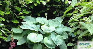 Image result for Hosta sieboldiana 'Elegans'