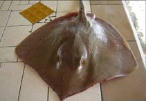 Image result for Hypanus longus