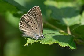 Attēlu rezultāti vaicājumam “Maculinea alcon upperside”