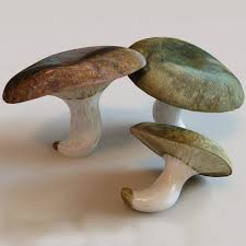 Attēlu rezultāti vaicājumam “Lactarius necator”