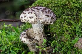 Attēlu rezultāti vaicājumam “Strobilomyces strobilaceus”