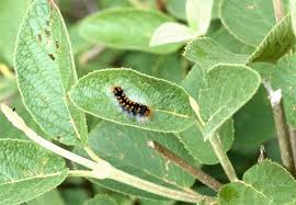 Attēlu rezultāti vaicājumam “Acronicta auricoma larva”