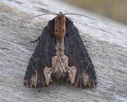 Attēlu rezultāti vaicājumam “Dypterygia scabriuscula”