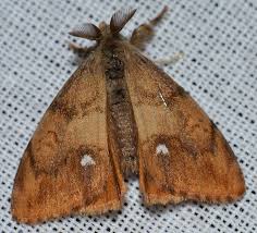 Attēlu rezultāti vaicājumam “Orgyia antiqua”