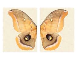 Image result for Papilionoidea