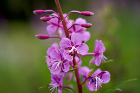 Image result for Weidenröschen