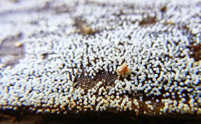 Attēlu rezultāti vaicājumam “Henningsomyces candidus”