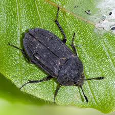 Attēlu rezultāti vaicājumam “Silpha sp.”