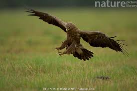 Attēlu rezultāti vaicājumam “Aquila pomarina”