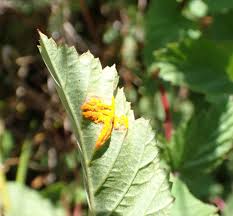 Attēlu rezultāti vaicājumam “Triphragmium ulmariae”