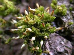 Attēlu rezultāti vaicājumam “Eurhynchiastrum pulchellum macro”